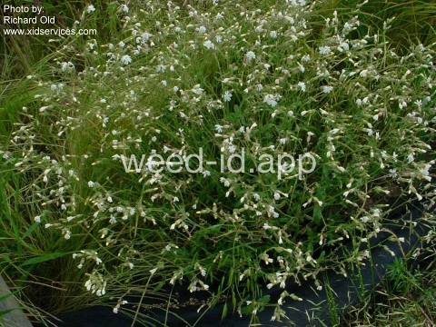campion, white